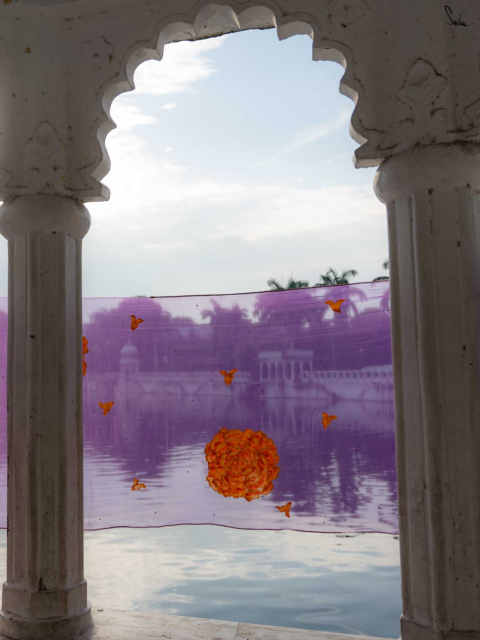 Velvet Marigold Blooms