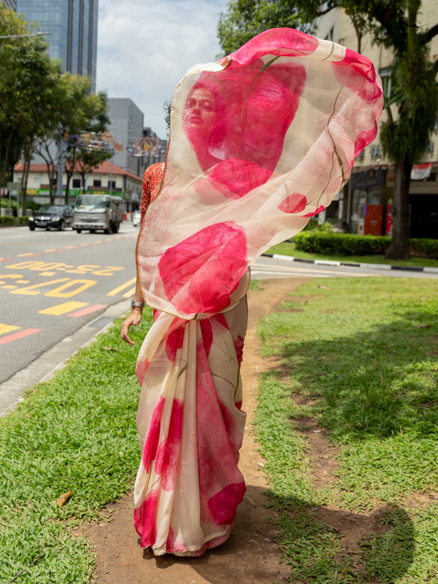 Blushing bougainvilleas