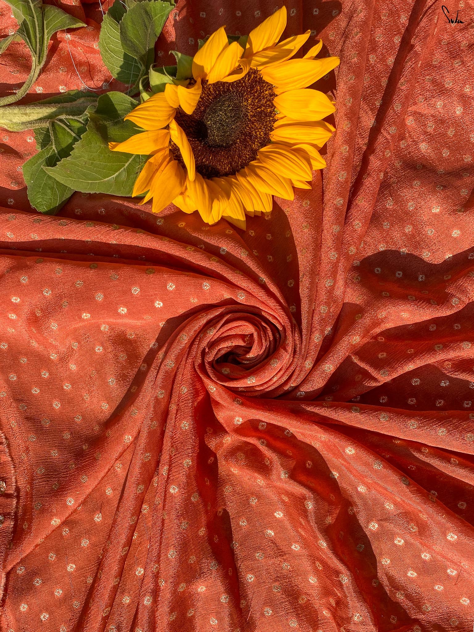 Sun-Kissed Rose